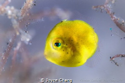 A juvenile filefish with green eyes. by Joyce Chang 